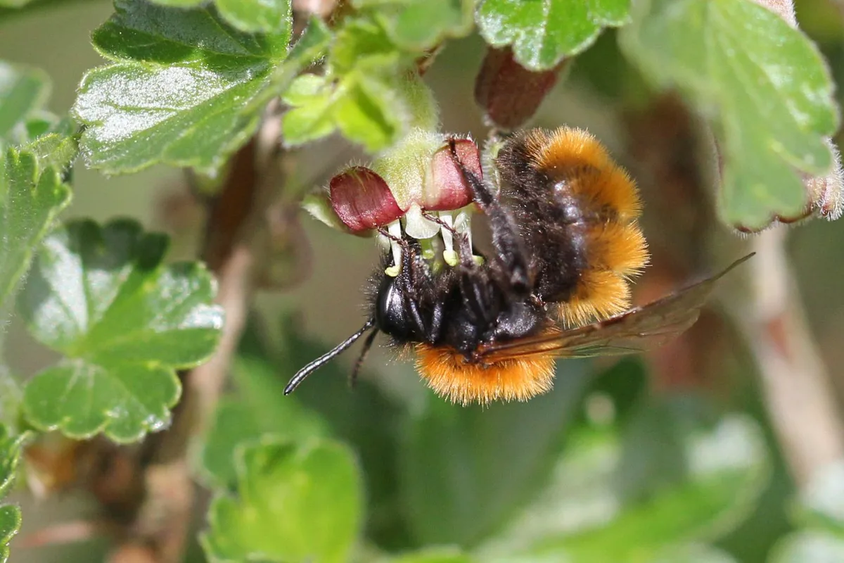Die Rotpelzige Sandbiene (Andrena fulva) legt ihre Nester im Boden an. Sie bevorzugt kahle Stellen. Eine Biene auf einer Blume.